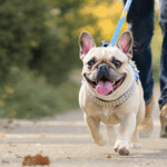 découvrez le cani-marche, une activité idéale pour stimuler votre bouledogue français tout en renforçant votre lien. apprenez comment cette promenade canine adaptée peut améliorer la santé et le bien-être de votre compagnon à quatre pattes.